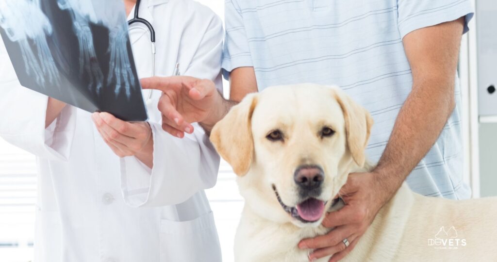 Tratamiento con CBD en Perros con Osteoartritis