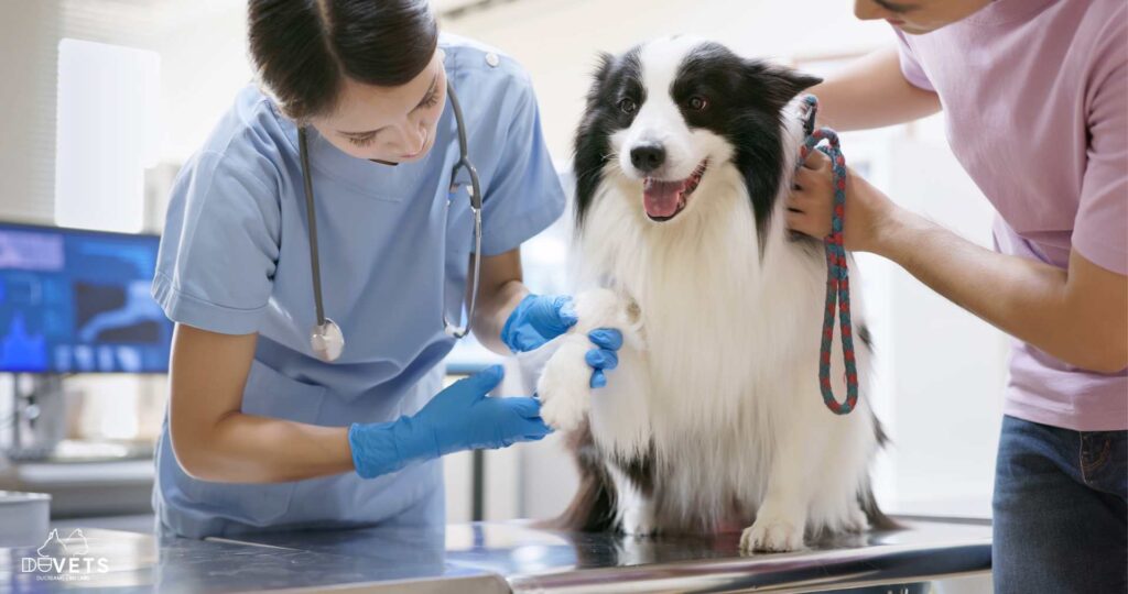 Avances en el Uso del Cannabidiol (CBD) en la Medicina Veterinaria para el Manejo de Ansiedad, Dolor e Inflamación en Animales de Compañía