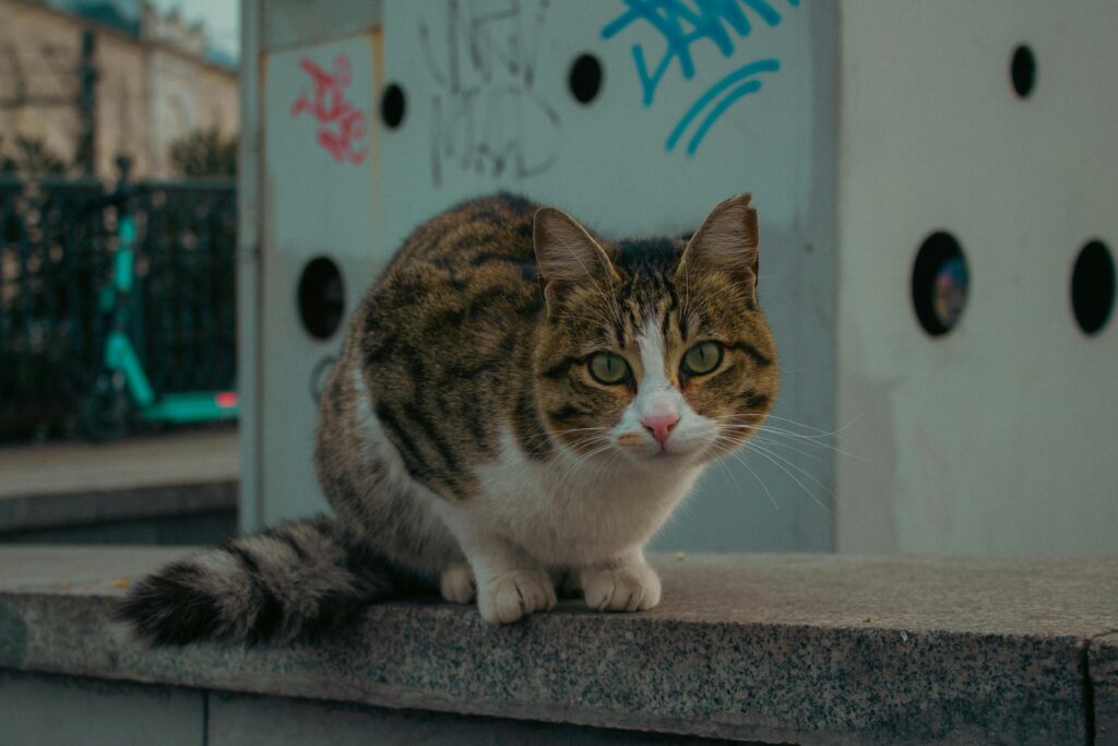 gato estresado que hacer