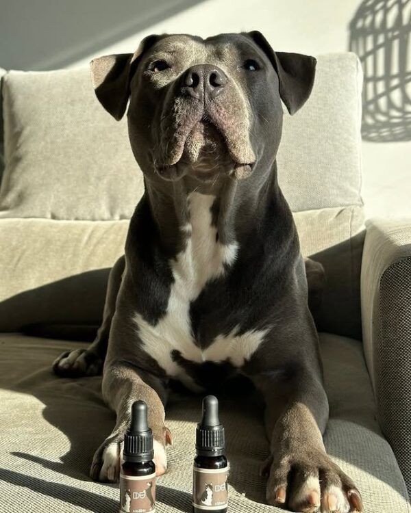 Aceite 20% CBD - Duvets - Imagen 3